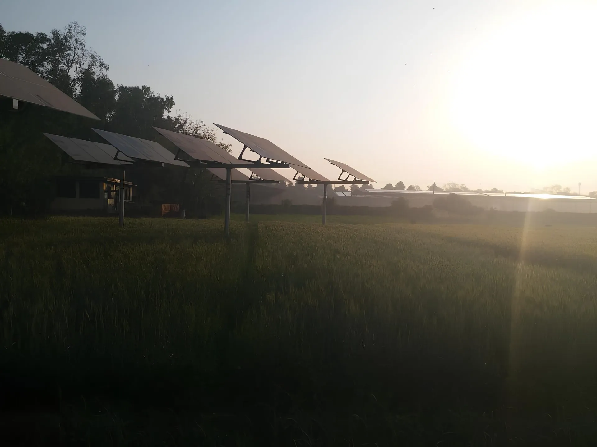 Ruvexa agrivoltaic array over a wheat field at sunrise